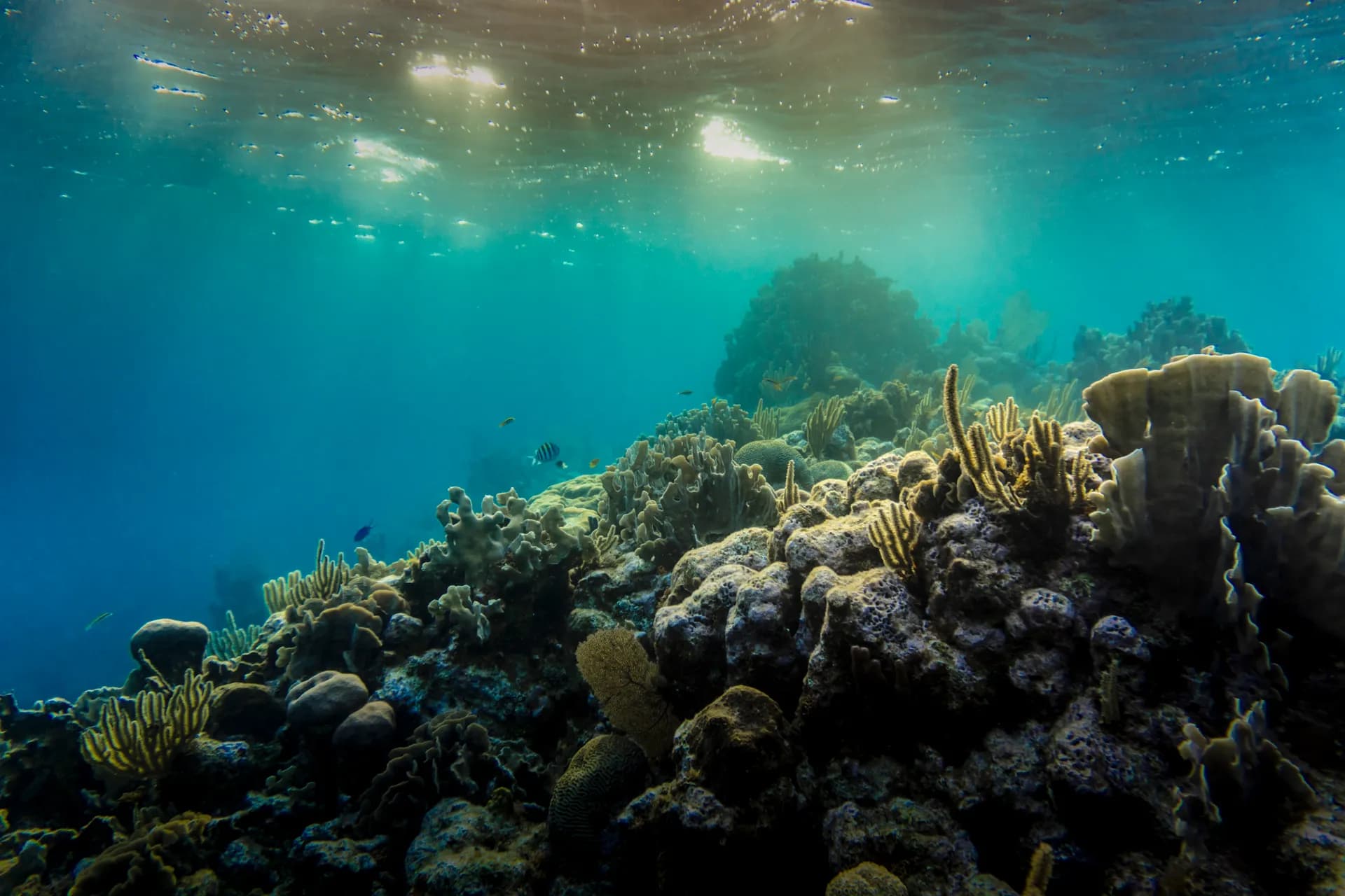 Explore the vibrant colors of the coral reef underwater off the coast of Coxen Hole, Honduras, illustrating Bezos Earth Fund gives $25 million for Pacific
