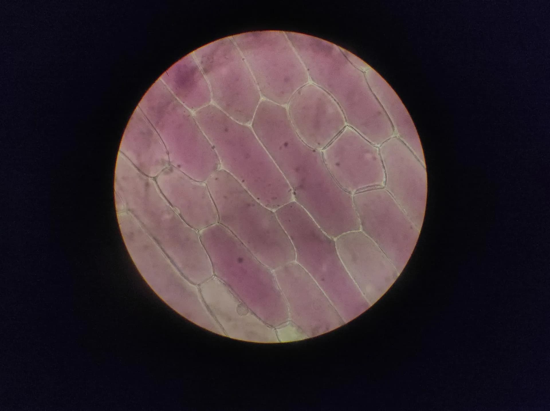 Detailed image of onion epidermal cells under a microscope, illustrating Biohub, US agencies, Google DeepMind and Meta put $1.8B behind AI biology data