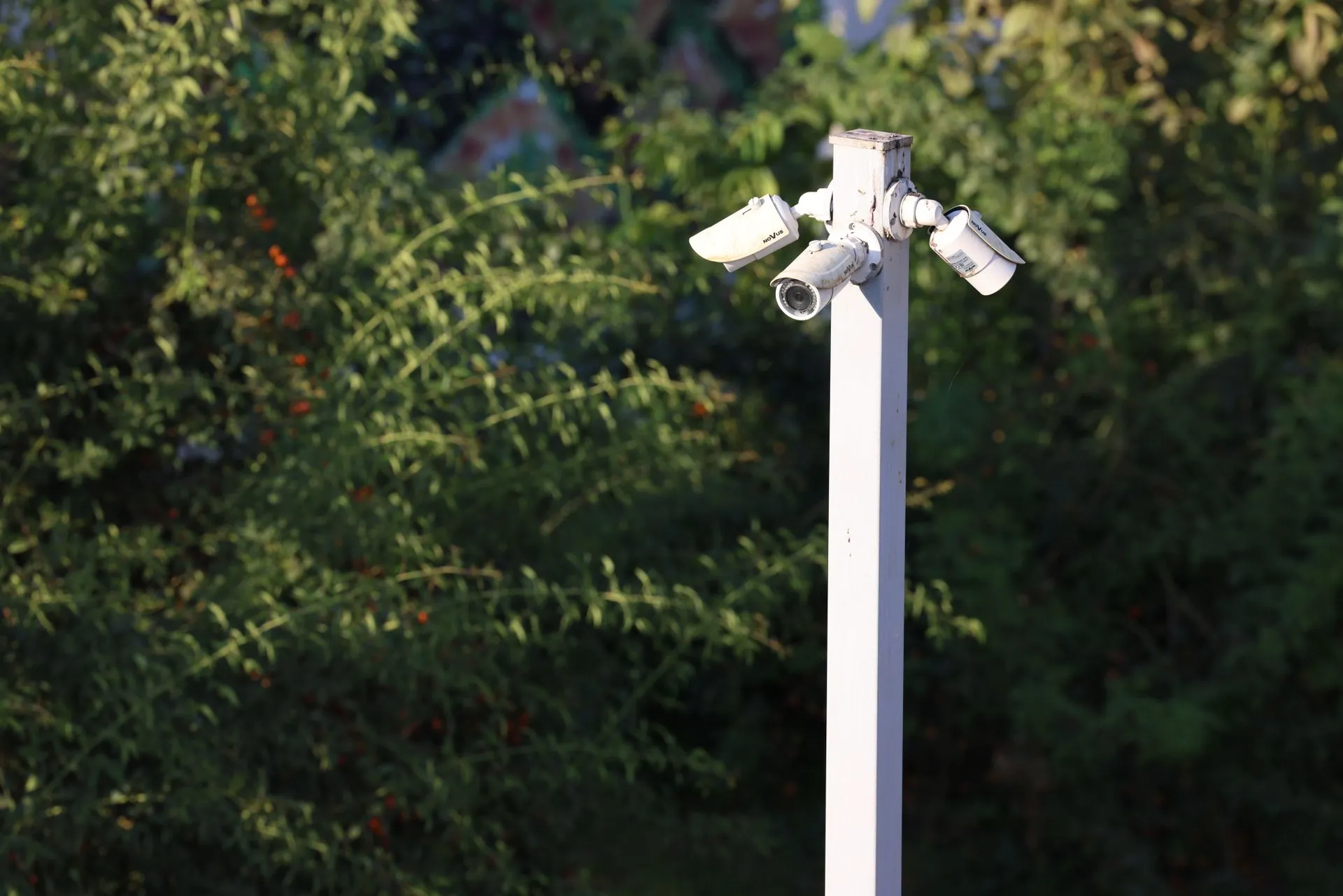 Cluster of surveillance cameras mounted outdoors amidst green foliage for public safety, illustrating Motorola Solutions buys DeepNeuronic to make ordinary cameras spot incidents in