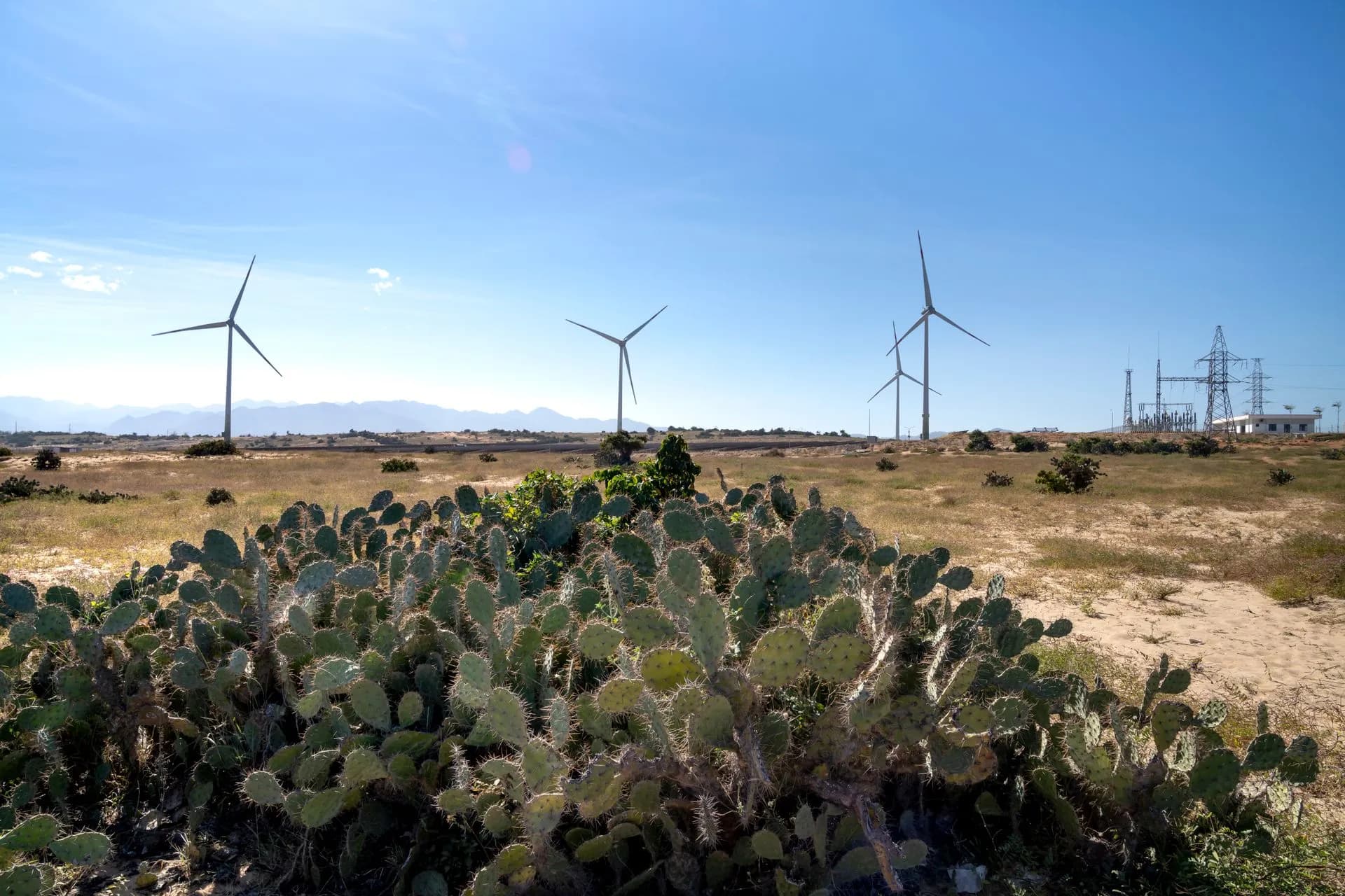 Thorny succulent plants growing on land against wind generators and electric towers under blue sky in sunlight, illustrating Project Star