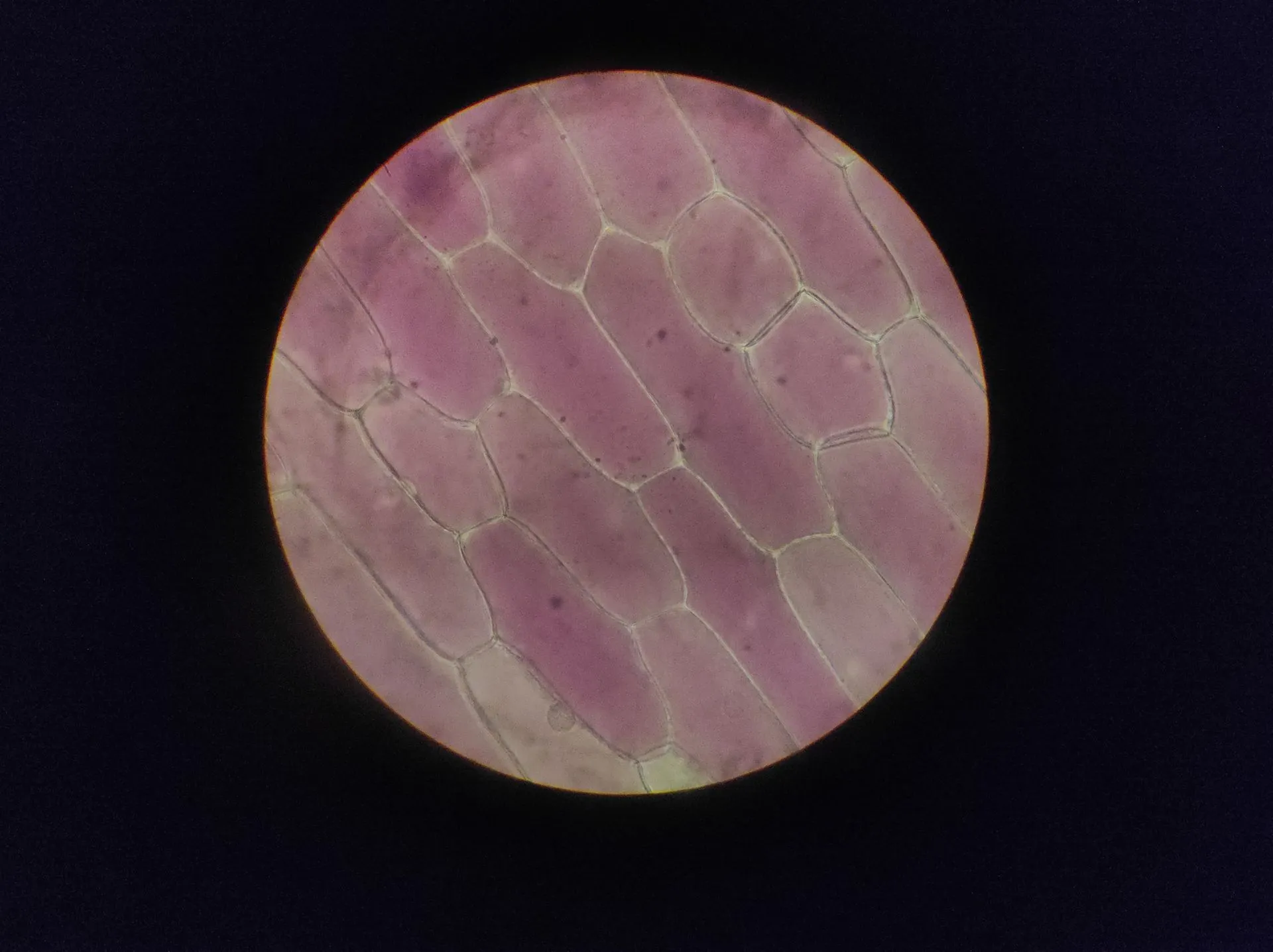 Detailed image of onion epidermal cells under a microscope, illustrating Biohub, US agencies, Google DeepMind and Meta put $1.8B behind AI biology data